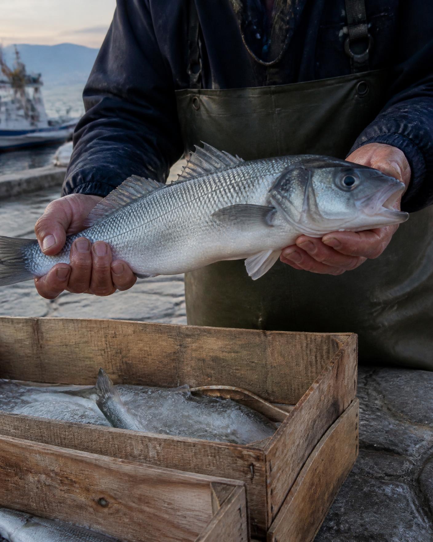Weathered hands holding a freshly caught Adriatic sea bass over a wooden crate